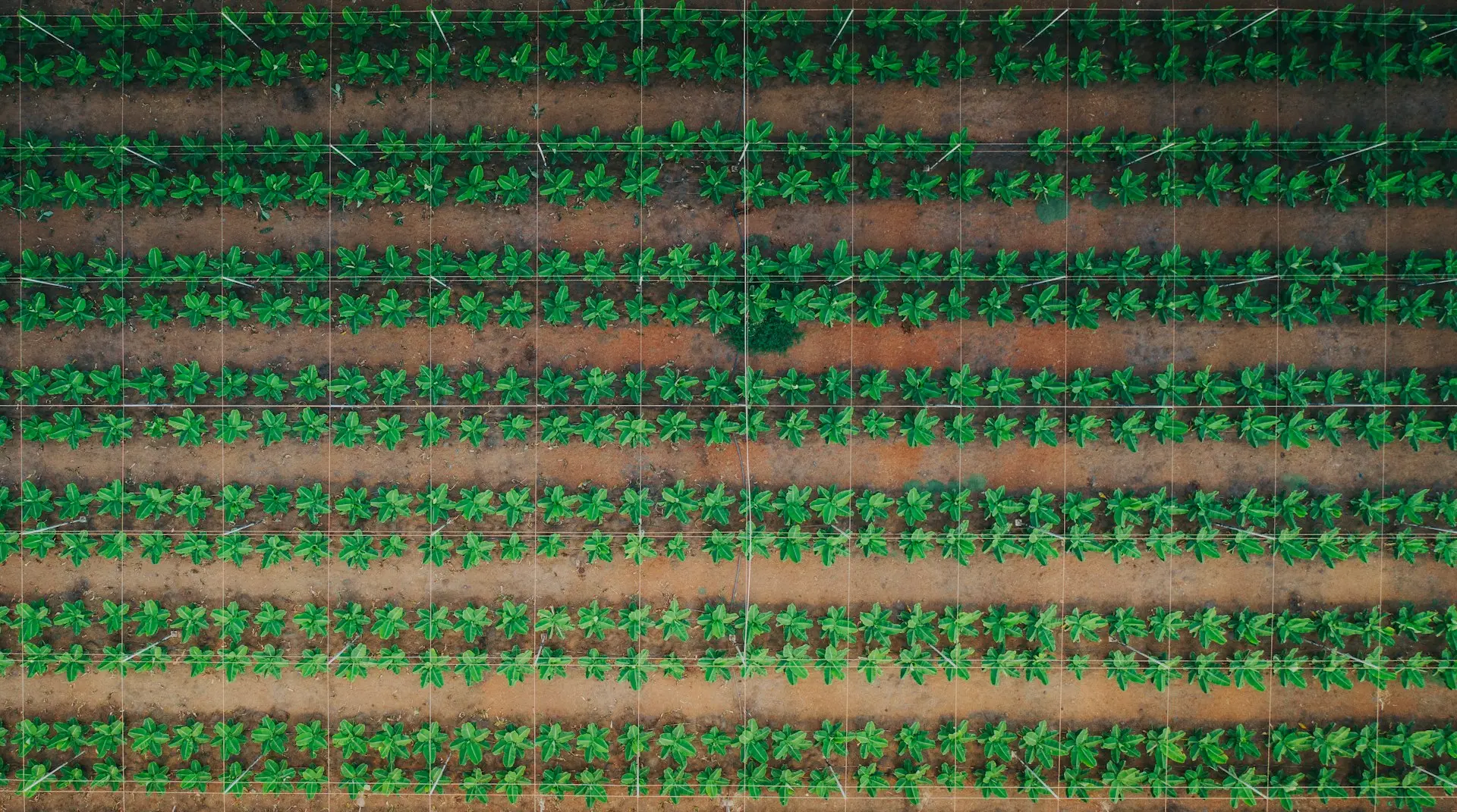 an aerial view of a farm field with rows of green plants